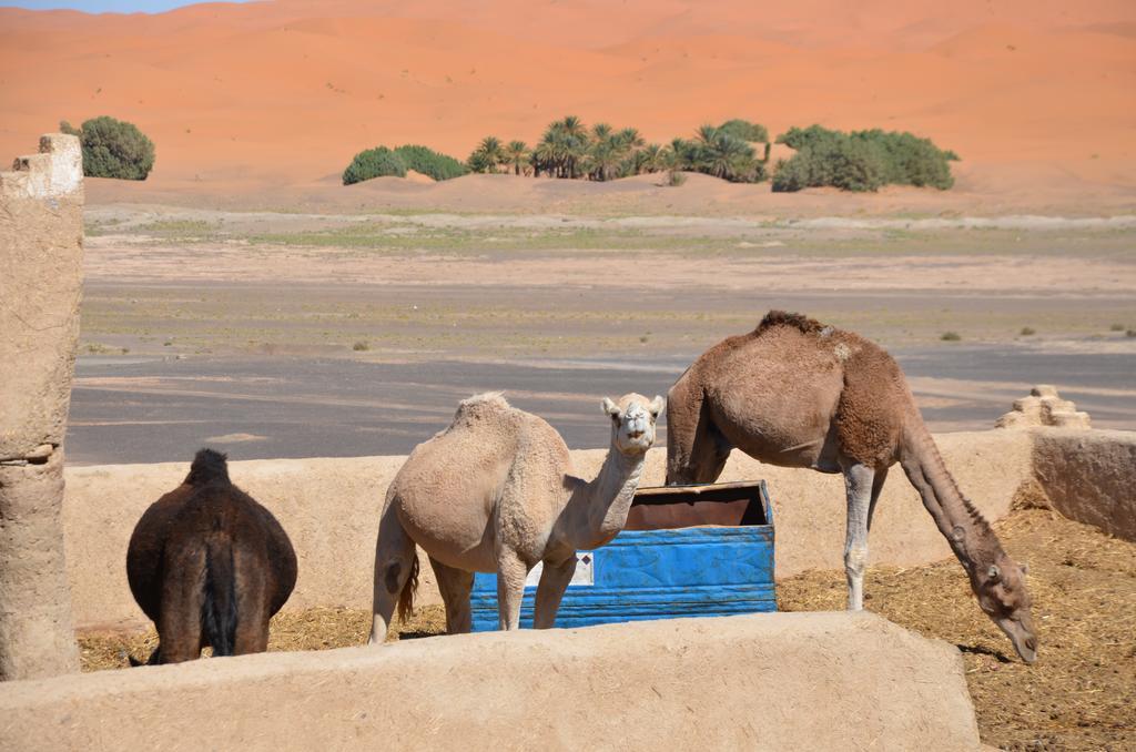 Riad Desert Camel Мерзуга Экстерьер фото